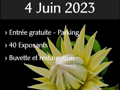 Affiche protea White2 2023